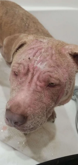 Help Rex Fight Skin Disease